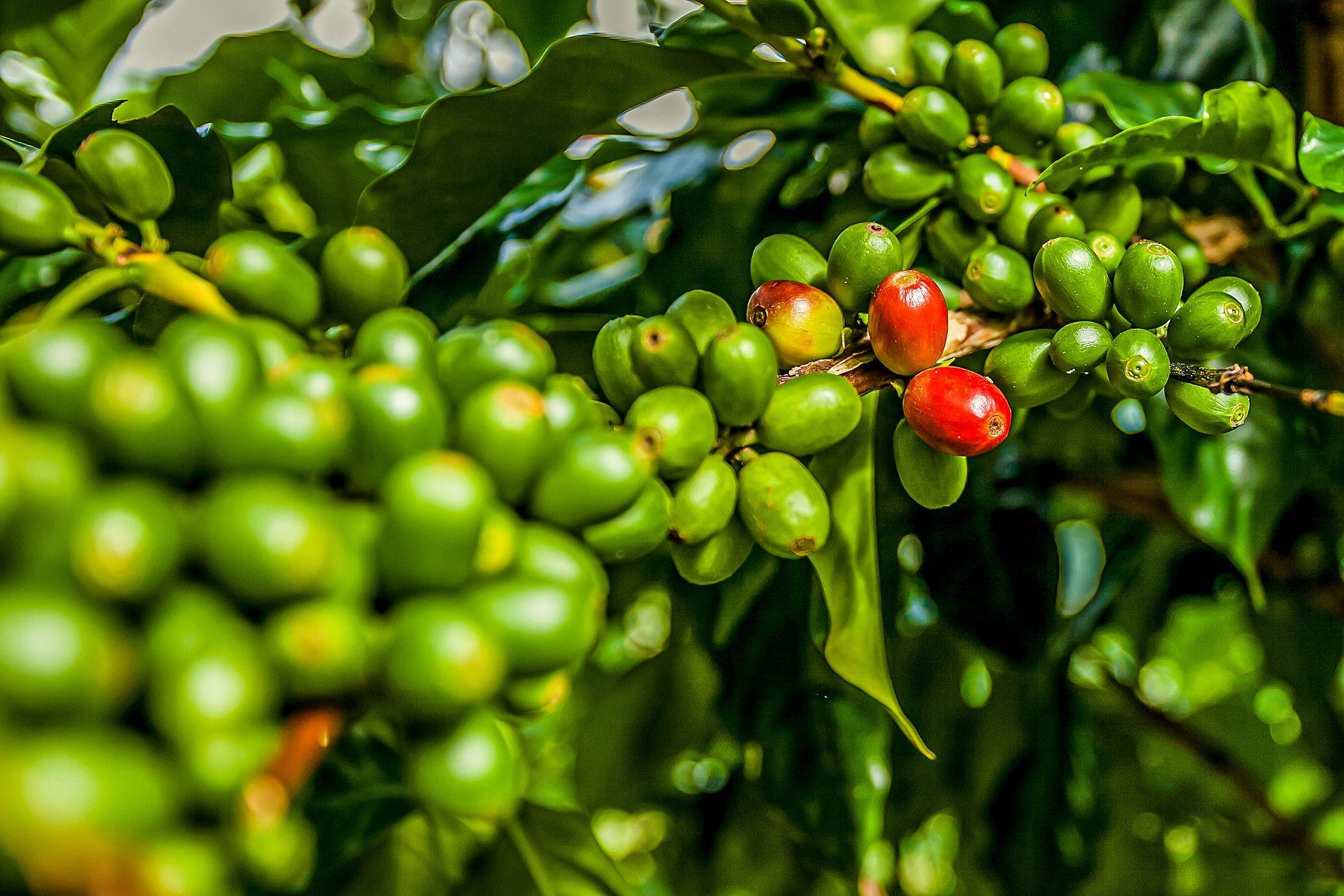 Blue-Mountain-Coffee-Beans.jpg