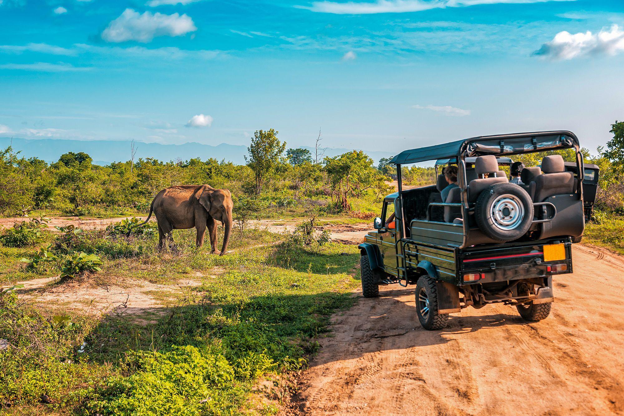 Safari-Tour-Car-Elephant.jpg